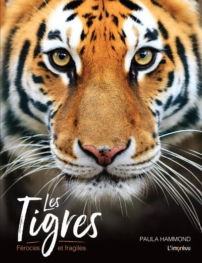 Les tigres - Féroces et fragiles